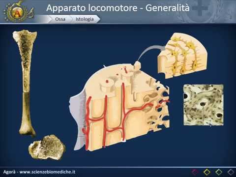 Generalità sull'apparato locomotore