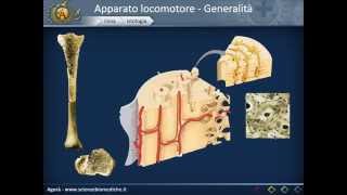 Apparato locomotore 01: Generalità