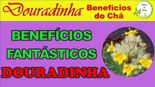  CH de DOURADINHA do CAMPO [para que serve,infeco urinria,como fazer ch, benefcios, emagrece]