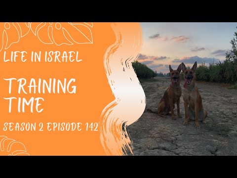 Training Time Life in Israel Ep.142 #dog #training