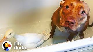 Pit Bull Is The Best Mom To All These Rescue Animals | The Dodo by The Dodo