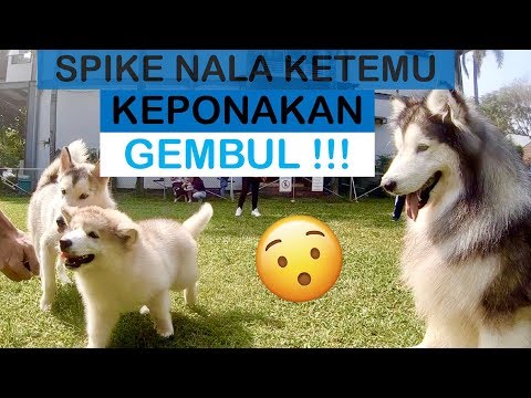 SPIKE NALA ketemu anak nya LEXUS ! GEMBUL parah - VLOG