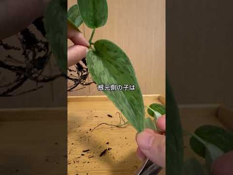 この春、多肉植物の植え替えはいつ頃できるでしょうか？植え替えを成功させるための重要なステップ  庭園