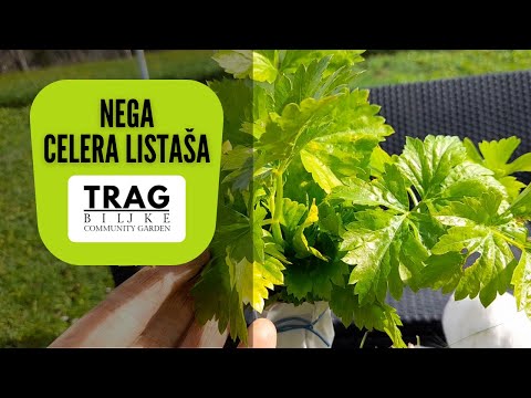 CELERY CARE (2022) [TRACE OF THE PLANT]