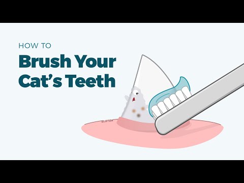 How to Brush Your Cat's Teeth