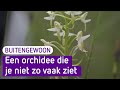 Deze orchidee ruikt 's nachts heerlijk, maar is soms lastig te vinden - BuitenGewoon