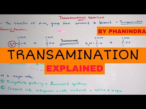 N2 bases NITROGENOUS BASES PURINS AND PYRIMINDINS BIOTECHNOLOGY BY PHANINDRA GUPTHA