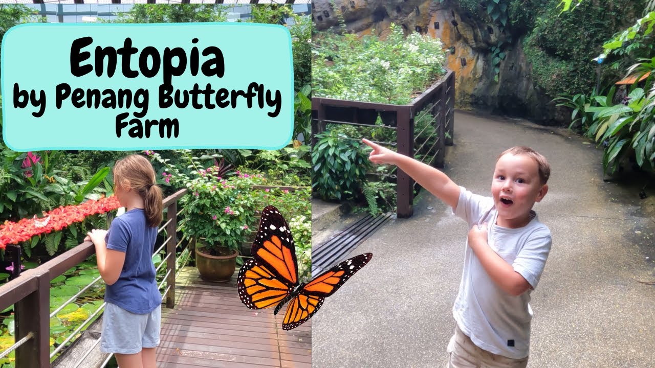 Embark on an enthralling virtual journey through Entopia, the celebrated Butterfly Farm in Penang.
