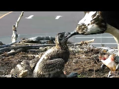 Hellgate ospreys 6 22 18 715pm The 5th Fish delivery Iris feed the babies again