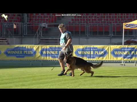 1121 Max vom Espiggut - TSB BSZS-2023