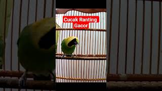 Download lagu Masteran Cucak Ranting Gacor mp3