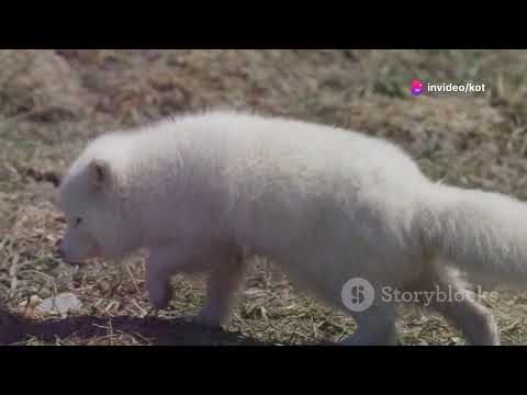 The Remarkable Arctic White Fox  Nature'