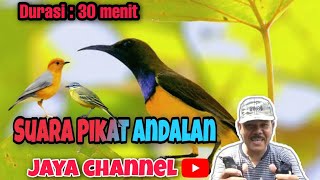 Download lagu Suara Pikat Semua Jenis Burung Andalan Master #JAYA CHANNEL Terampuh ✔ mp3