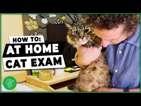 Think Your Cat Is Sick? Try This At Home Exam! | Ultimate Pet Vet