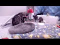 Butterfly Causes Kitten Chaos