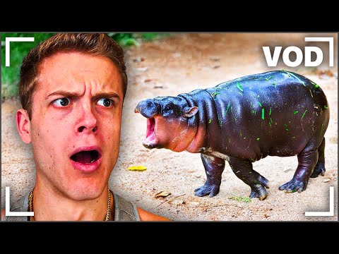 Joe Bartolozzi | Reacts Day #349