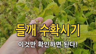들깨 수확시기 & 시간은? 수확시기에 따라 수확량 차이가 엄청납니다. 들깨재배
