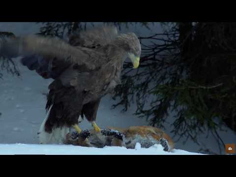 La légende des aigles | Documentaire animalier