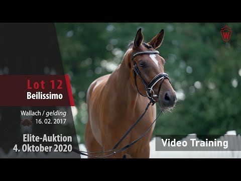 Elite Auction October 4, 2020 Lot 12 Beilissimo by Belissimo M/San Amour – Training Video