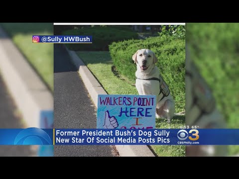 Former President Bush Welcomes Service Dog Named 'Sully'