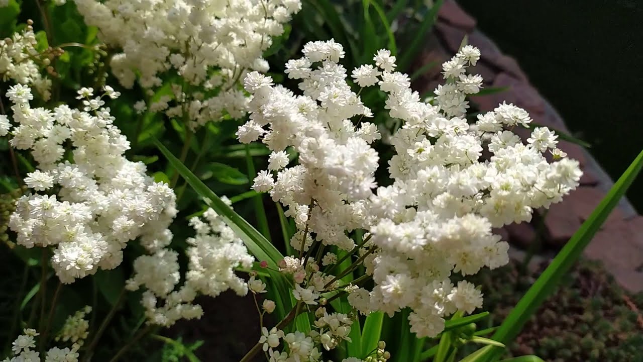 Лабазник Флоре Плена (Flore Plena).