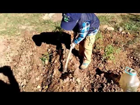 My first vegetable garden planted with 3 years