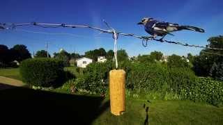 preview picture of video 'Blue Jay on suet feeder - Sugarcreek,OH 44681'