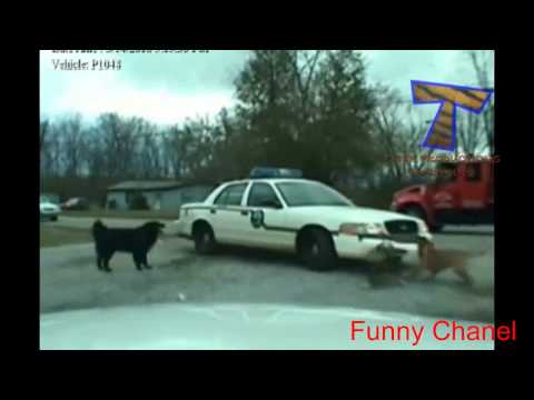 Cats & dogs making mess   Naughty animal compilation1 new   Funny Channel