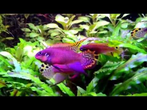 Pelvicachromis taeniatus Dwarf