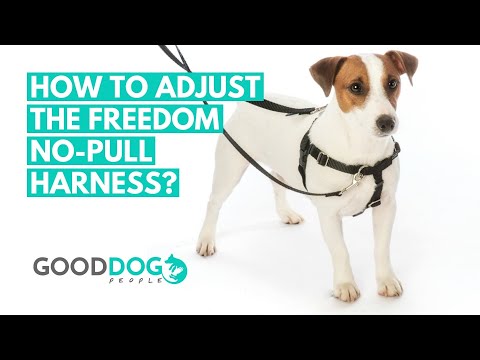 How to adjust the Freedom No-Pull Harness for dogs