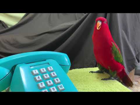 Red birb is teleworking.