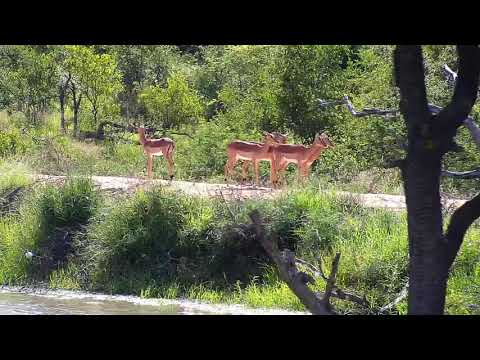 Djuma: Impalas on dam walk looking over where a Leopard is with a kill - 08:02 - 01/10/21
