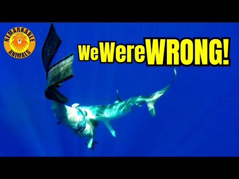 This Shark is the ACTUAL Biggest Killer