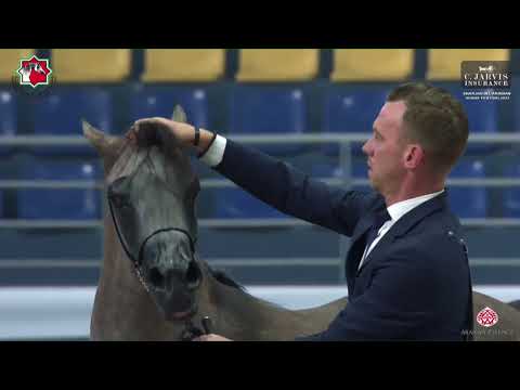 N 177 WARETH AL ZOBAIR   Sharjah International Arabian Horse Festival 2023   Colts 2 Yrs  Old Sectio