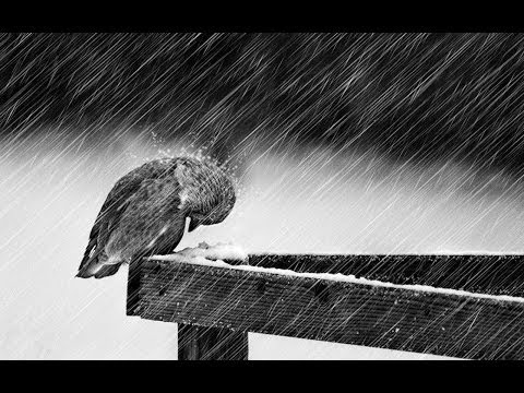 Rain sound relax 3 hours Suono pioggia rilassante 3 ore Temporale Suoni della natura 雨 ASMR