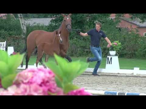 Stf v Bon Vivaldi x Blue Hors Leredo x Duntroon 2020