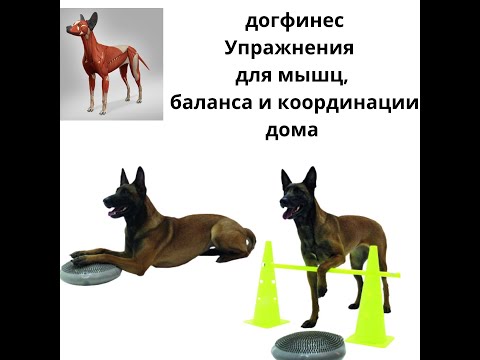 , title : 'Упражнения для  мышц, баланса и координации дома. догфитнс собаки дома'