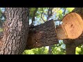 Camphor tree problems explained- How to fix common issues
