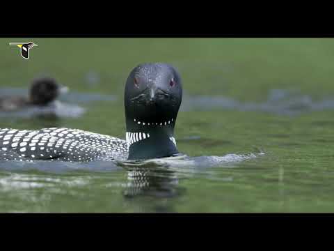 Loons of Mount Desert Island, Maine