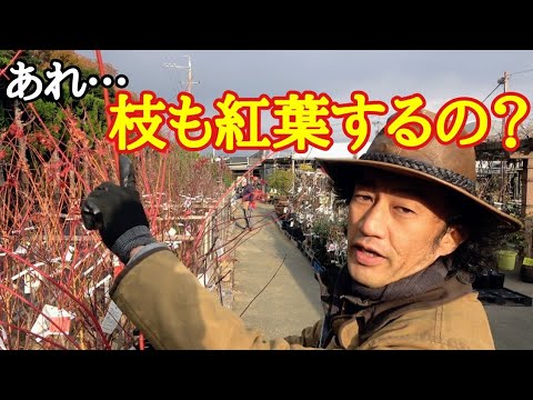 イロハモミジを地植えや鉢に植える時期と方法は？ビデオによる説明  庭園