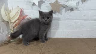 スコティッシュストレートの動画01