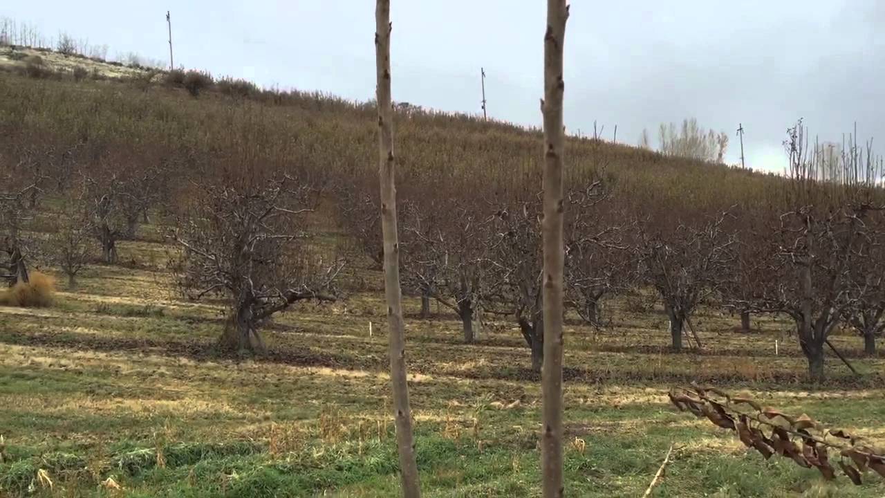 Training cherry trees