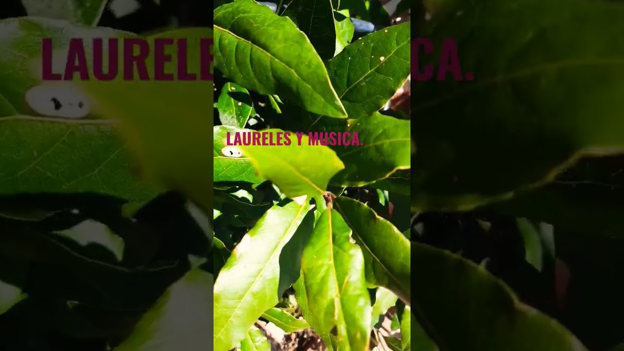 #retoshorts30 #diy musical #laurel #laureles #mislaureles #triunfo #musica. LA FLOR DEL LAUREL.