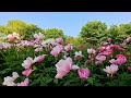 Beloved - Michael Hoppe              (너무도 사랑하는 사람 - 마이클 호페)