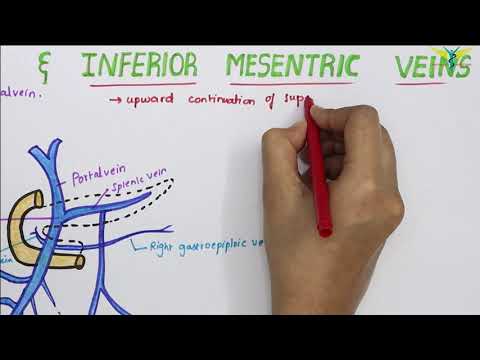 Superior and Inferior Mesenteric Veins | Venous Drainage of small intestine