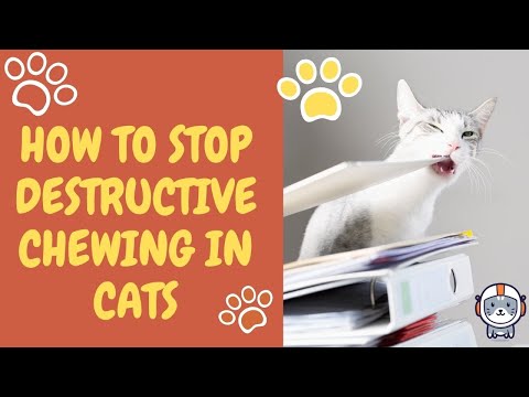 How to Stop Destructive Chewing in Cats