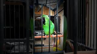 Download lagu pancingan cucak ijo macet bunyi mp3 Download lagu pancingan cucak ijo macet bunyi mp3