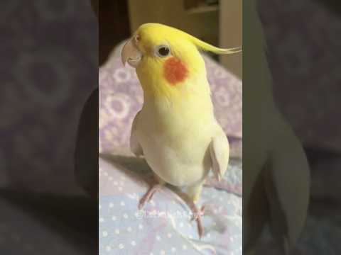 Cutest Cookie Song Ever 🍪🎶😍 #cockatielscraze