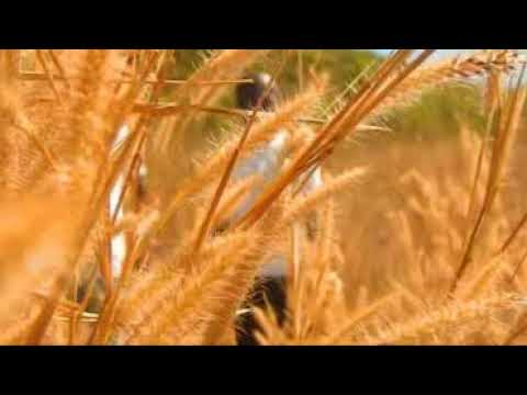 Wiz Boy a.k.a Chriss Wiz ft Medol G-It's Your Time