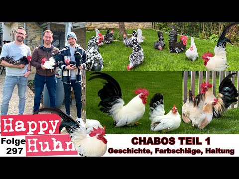 CHABOS Teil 1 Japanische Urzwerge im Rasseportrait: Geschichte, Farbschläge, Haltung HAPPY HUHN E297